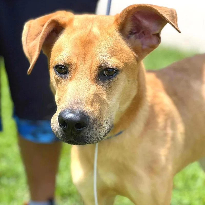 An adult medium-sized male Yellow / Tan / Blond / Fawn Mixed Breed dog named Rabbit Stray Hold for adoption in Huntington, WV