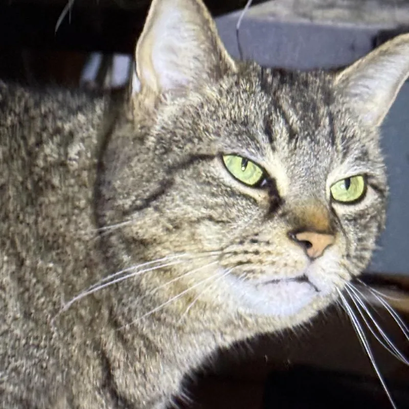 A senior medium-sized male Brown / Chocolate Domestic Short Hair cat named Calvin for adoption in Johnstown, PA