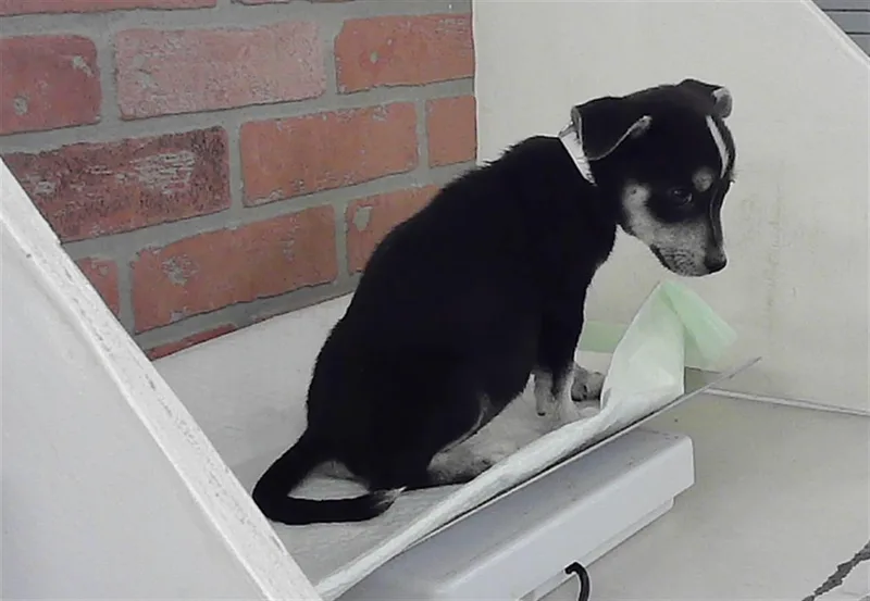 A baby small-sized female Chihuahua dog named Sahara for adoption in Houston, TX