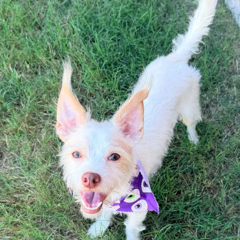 A young small-sized male Yorkshire Terrier dog named Winston Is Pounds for adoption in Kaufman, TX