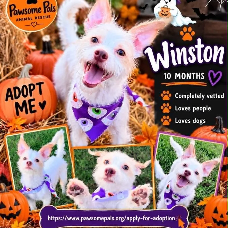 Winston Is  Pounds thumbnail 4