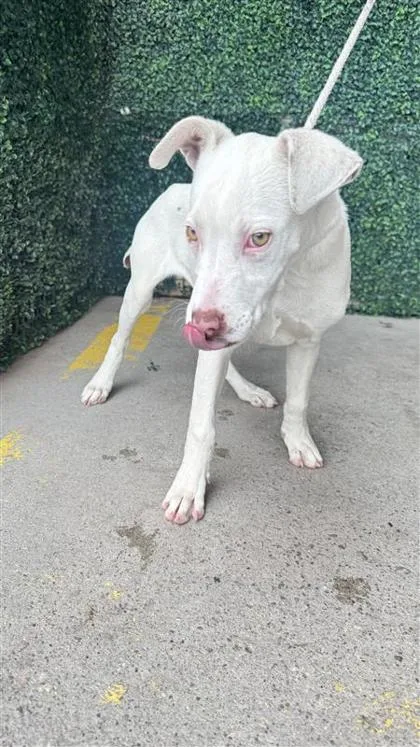 A baby medium-sized female White / Cream Pit Bull Terrier dog named 61129007 for adoption in El Paso, TX