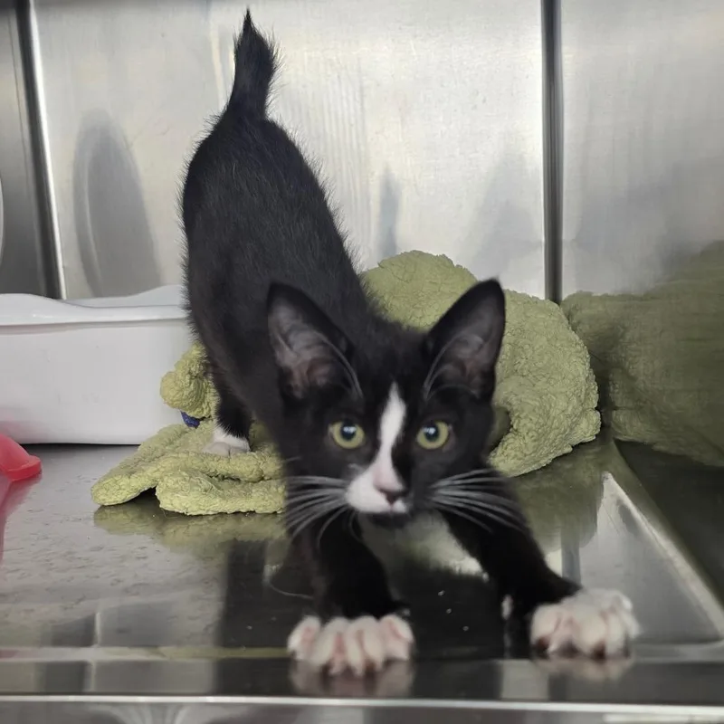 A baby small-sized female Black American Bobtail cat named Heibei for adoption in Spokane, WA