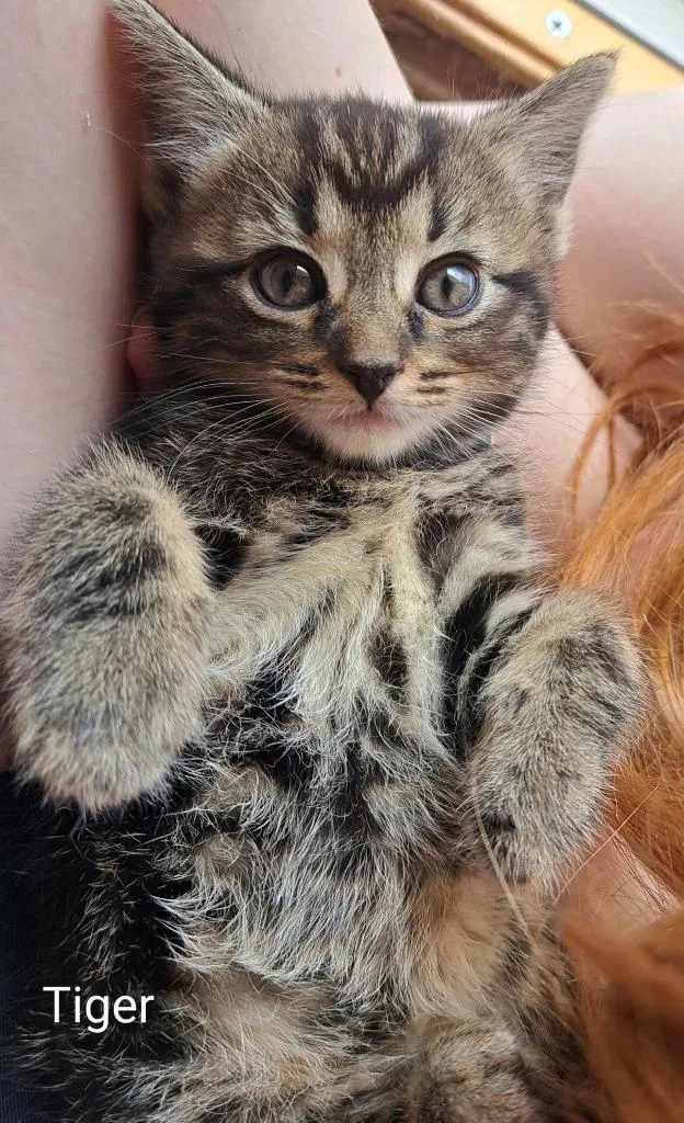 A baby medium-sized female Domestic Short Hair cat named Tiger for adoption in Parkville, MD