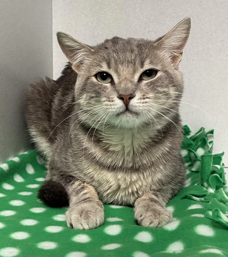 A young medium-sized male Tabby (Gray / Blue / Silver) Domestic Short Hair cat named Dimples for adoption in Breinigsville, PA