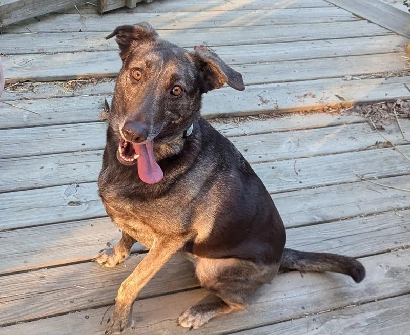 Cameron Aka Cammie thumbnail 4