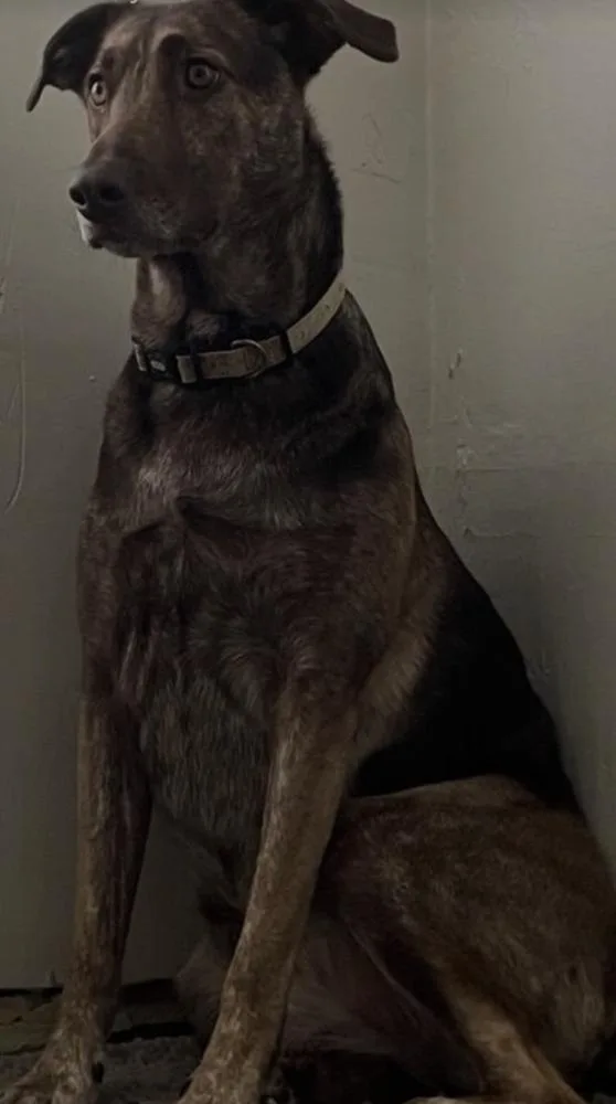 Cameron Aka Cammie thumbnail 6