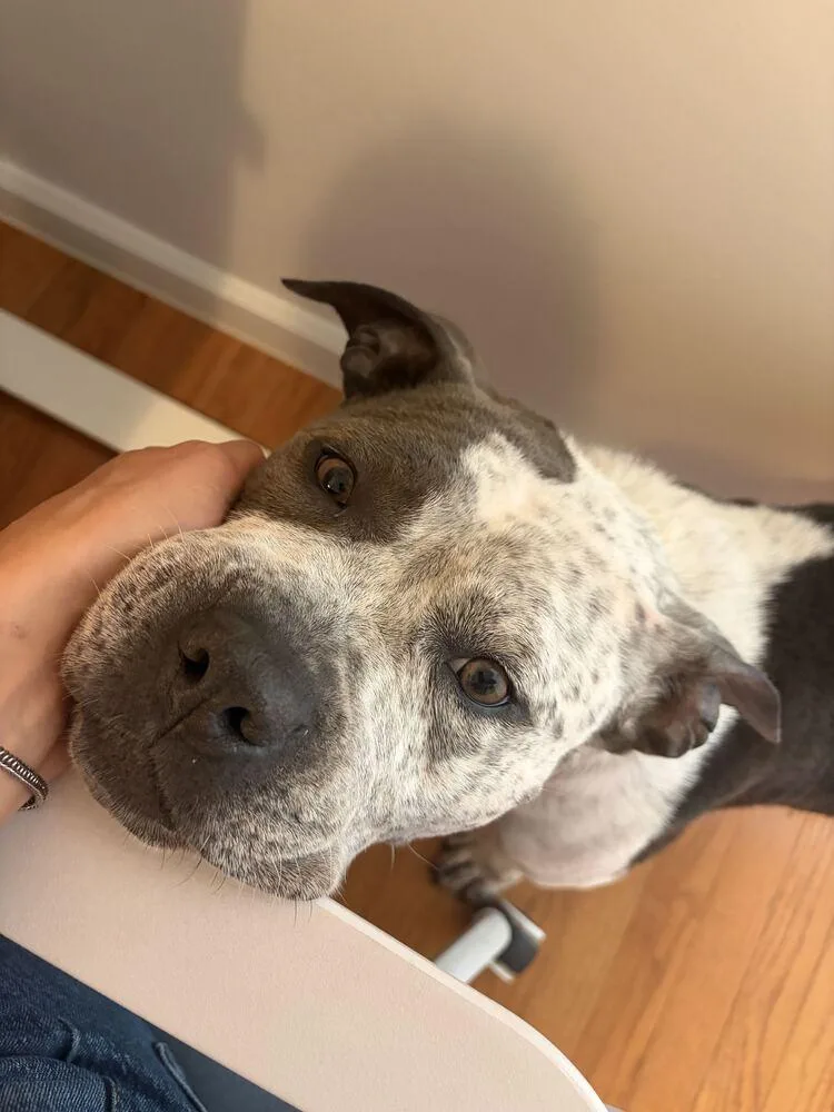 An adult large-sized female Mixed Breed dog named Confetti for adoption in New York, NY