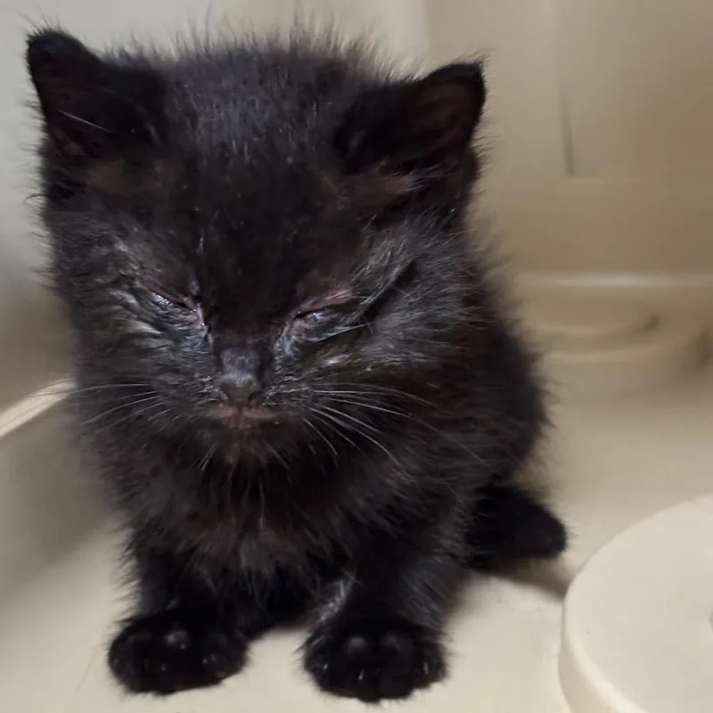 A baby small-sized male Black Domestic Short Hair cat named Goober for adoption in Newark, NJ