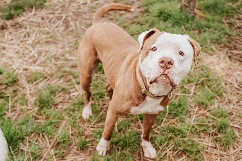 Gronk  Sponsored By thumbnail 3