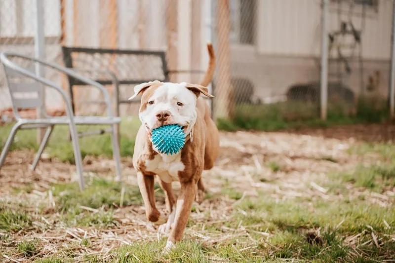 Gronk  Sponsored By thumbnail 5