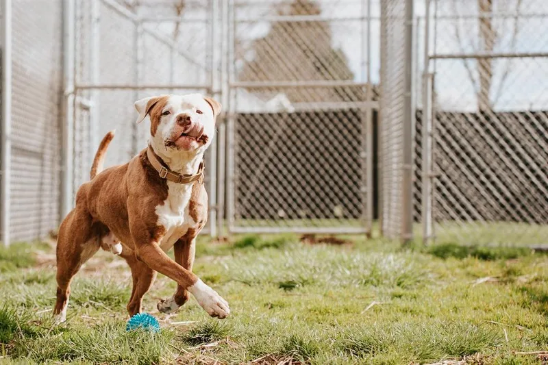 Gronk  Sponsored By thumbnail 6