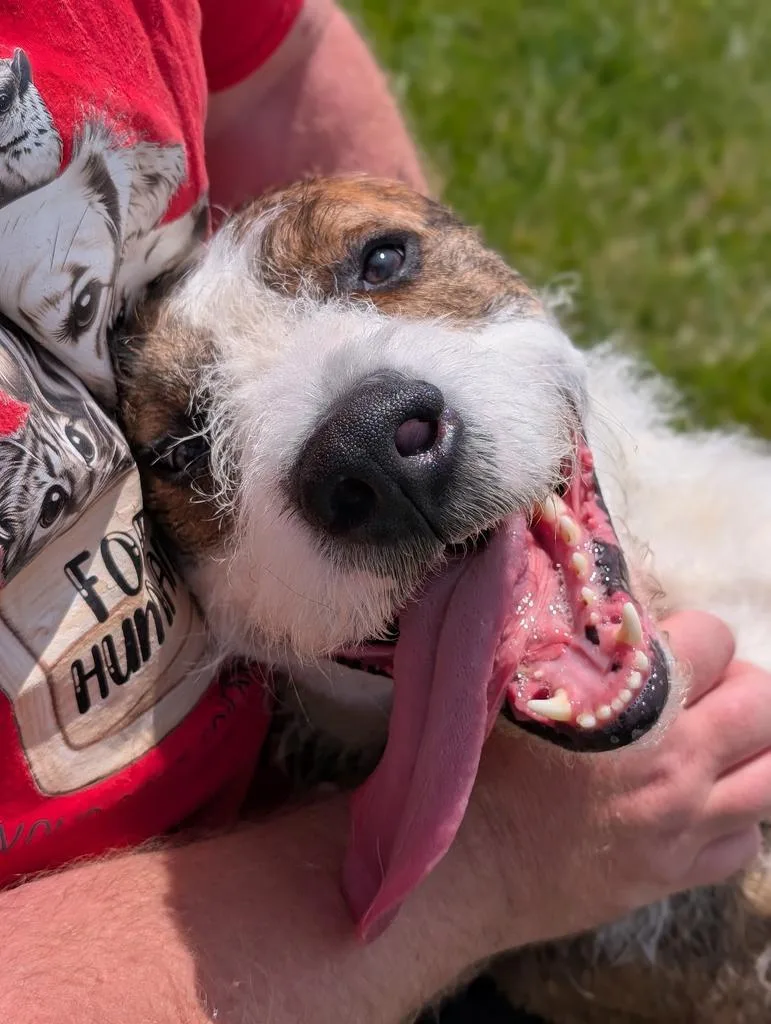 An adult large-sized male Pit Bull Terrier dog named Anubis for adoption in Defiance, OH