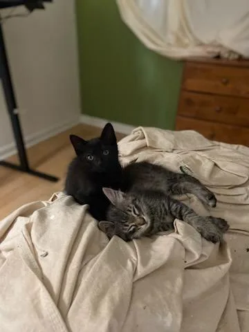 Buttercup & Blossum