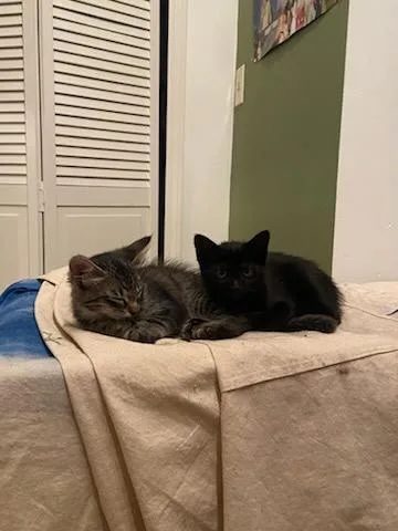 Buttercup & Blossum thumbnail 3