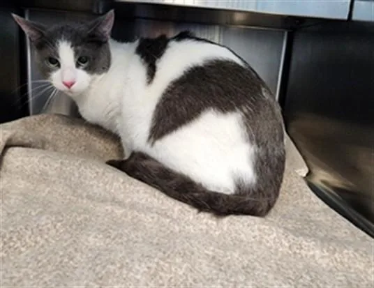 A young small-sized male Domestic Short Hair cat named Santi for adoption in Los Angeles, CA