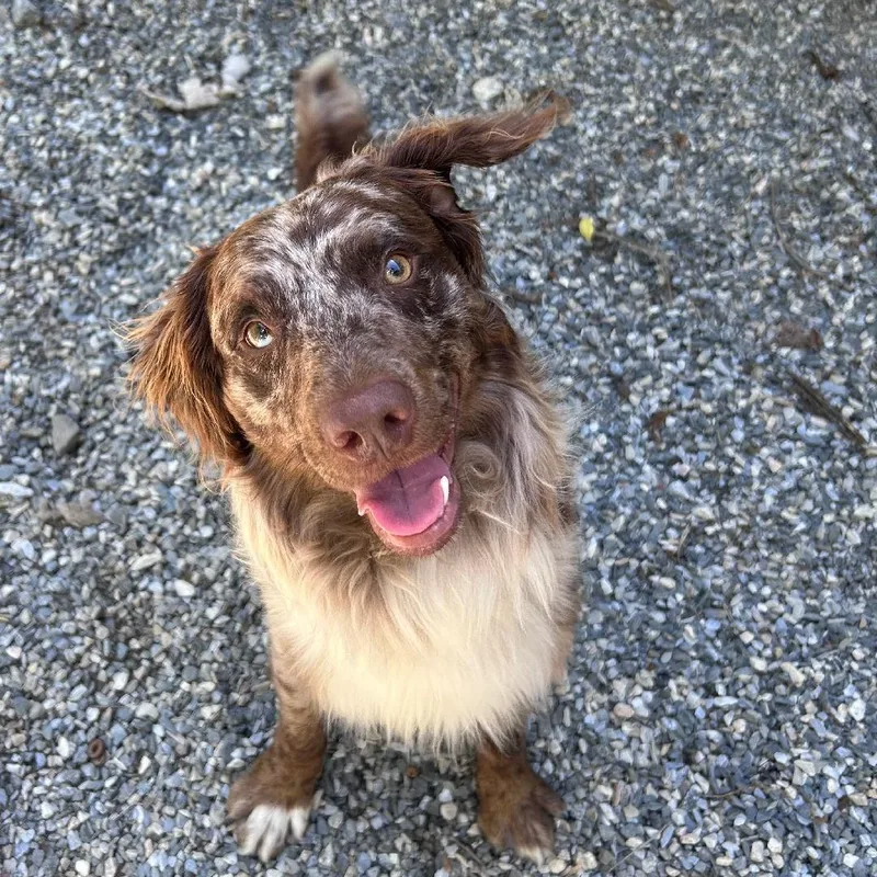 A young medium-sized male Brown / Chocolate Australian Shepherd dog named Ensley for adoption in Bryson City, NC