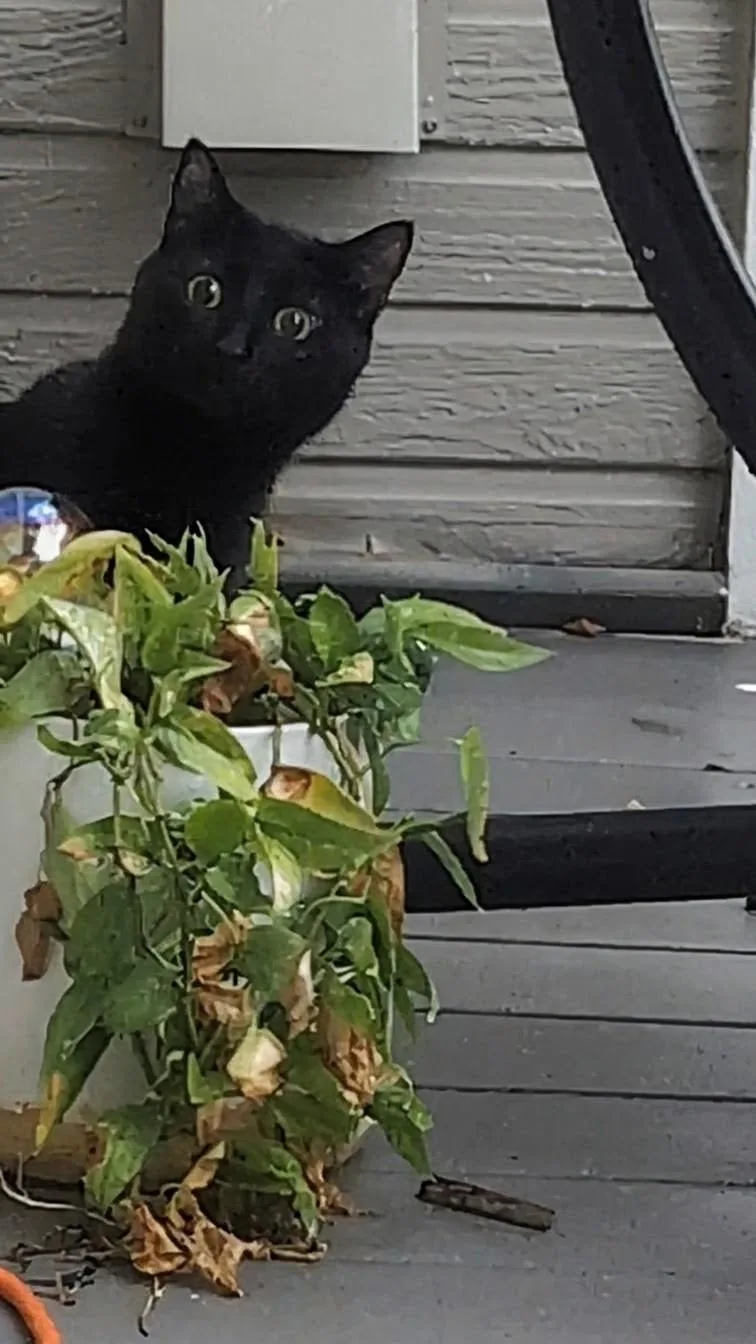 An adult medium-sized male Domestic Short Hair cat named Onyx for adoption in Denver, CO
