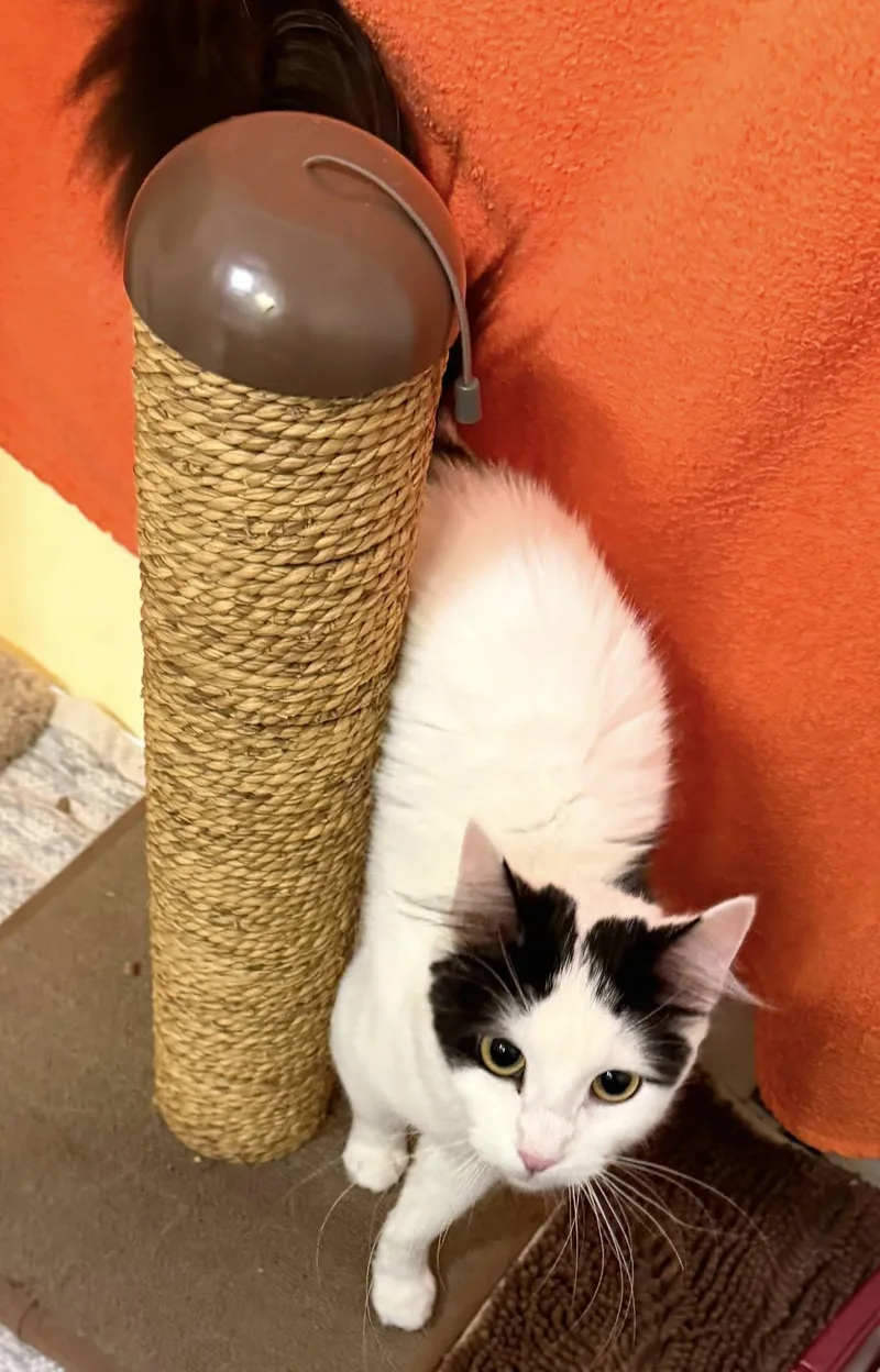 A young medium-sized female Domestic Medium Hair cat named Coco for adoption in North Kingstown, RI