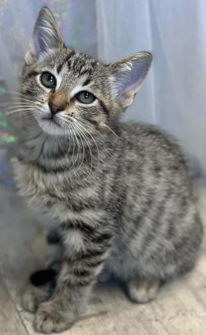 An adult small-sized female Domestic Short Hair cat named Calypso for adoption in Shreveport, LA