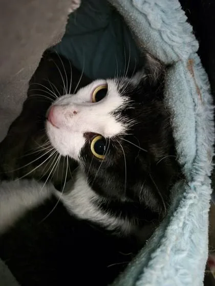 An adult medium-sized male Domestic Short Hair cat named Shredder for adoption in Camano Island, WA