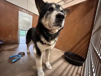 A senior large-sized male Siberian Husky dog named Bear Aka Boris for adoption in Burlington, WA