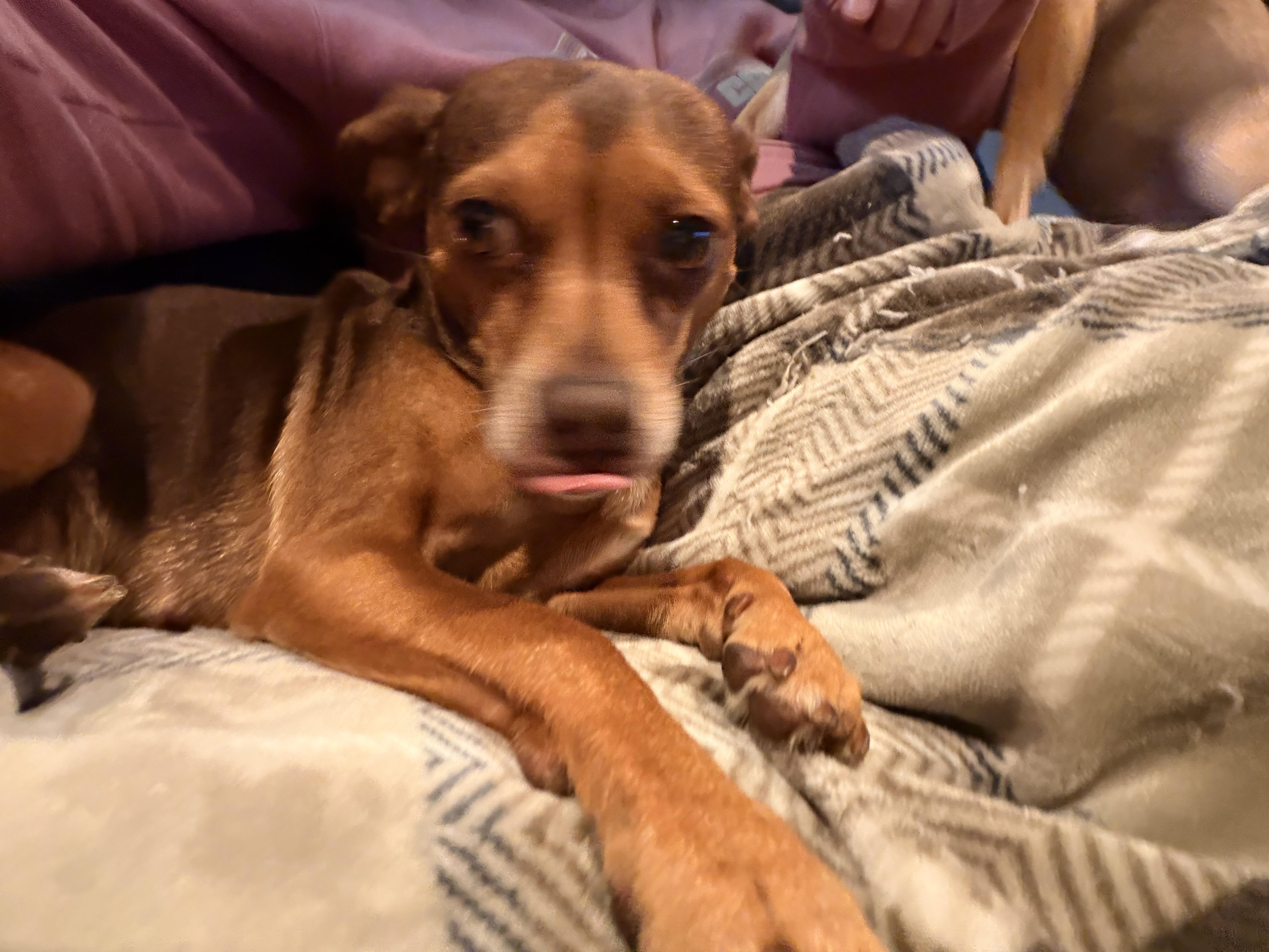 An adult small-sized female Chihuahua dog named Dandelion for adoption in Byron, IL