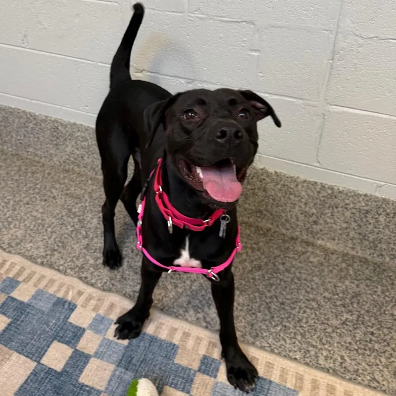 An adult medium-sized male Black Pit Bull Terrier dog named Clover for adoption in Falls Church, VA