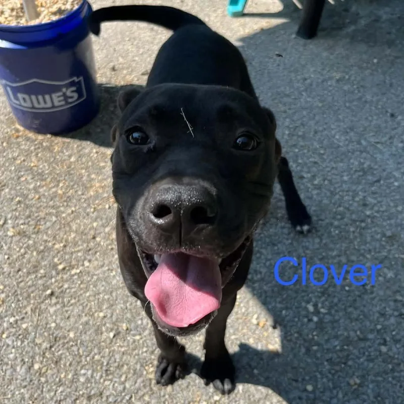 Clover thumbnail 2