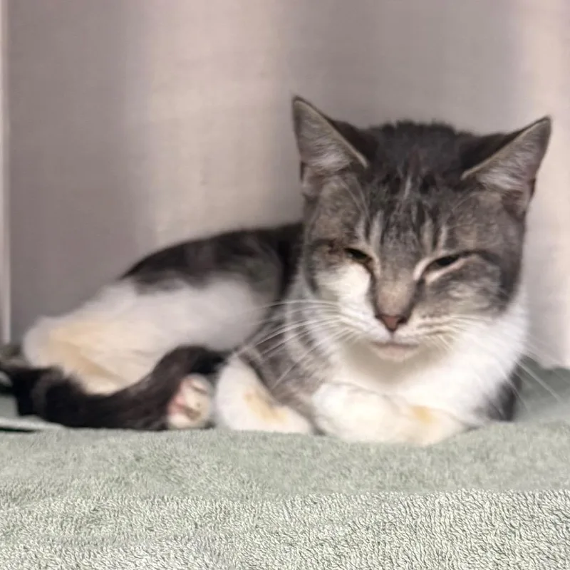An adult medium-sized male Gray / Blue / Silver American Shorthair cat named Hooters for adoption in Normal, IL