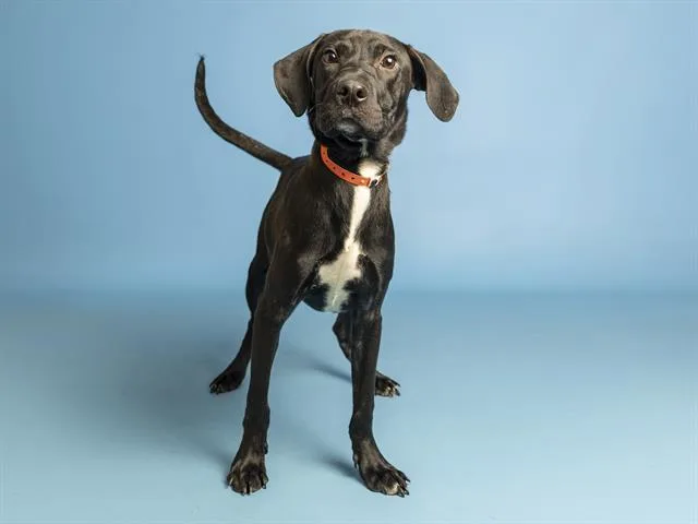 A young small-sized male Pit Bull Terrier dog named Bear for adoption in Phoenix, AZ