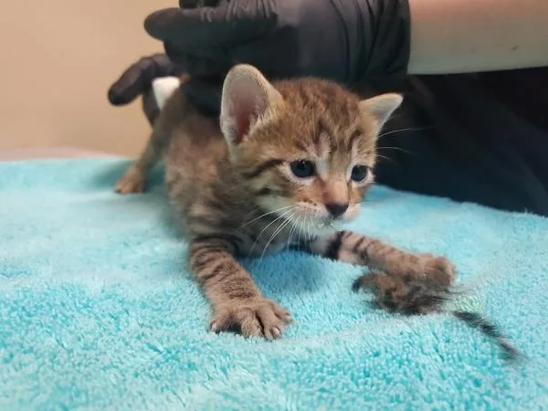 A baby small-sized male Domestic Short Hair cat named Finn for adoption in Oceanside, CA