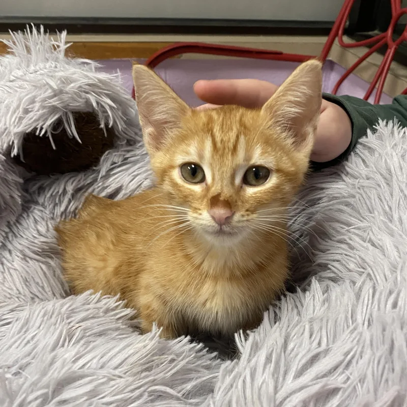 A baby small-sized male Tabby (Orange / Red) Domestic Short Hair cat named Milo for adoption in Elyria, OH