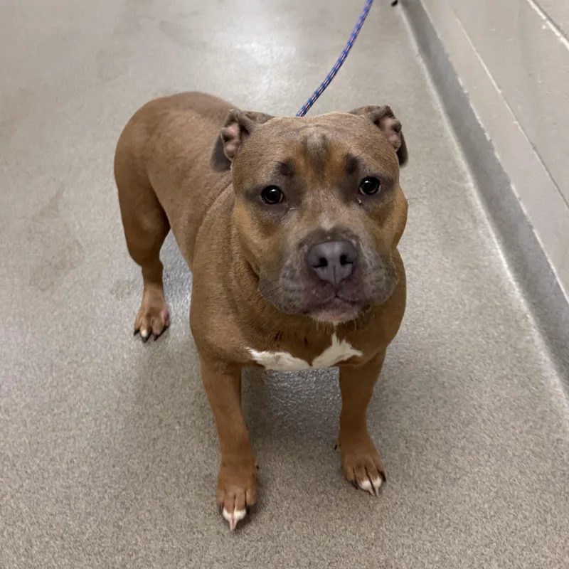 An adult medium-sized female American Bully dog named Big Bertha for adoption in Kearney, NE