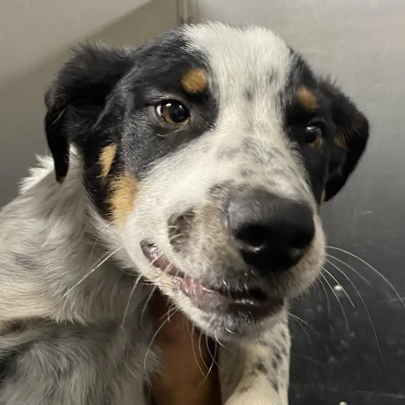 A baby medium-sized female Australian Cattle Dog / Blue Heeler dog named Honey for adoption in Pagosa Springs, CO