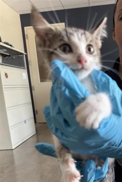 A baby small-sized male Domestic Short Hair cat named Benjamin for adoption in San Antonio, TX
