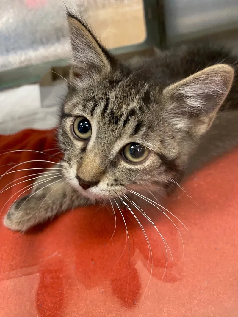 A baby medium-sized male Domestic Short Hair cat named Whiskers A for adoption in Plano, TX