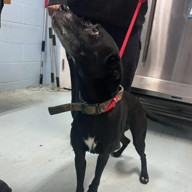 An adult medium-sized female Black Mixed Breed dog named Jessica for adoption in Orangeburg, SC