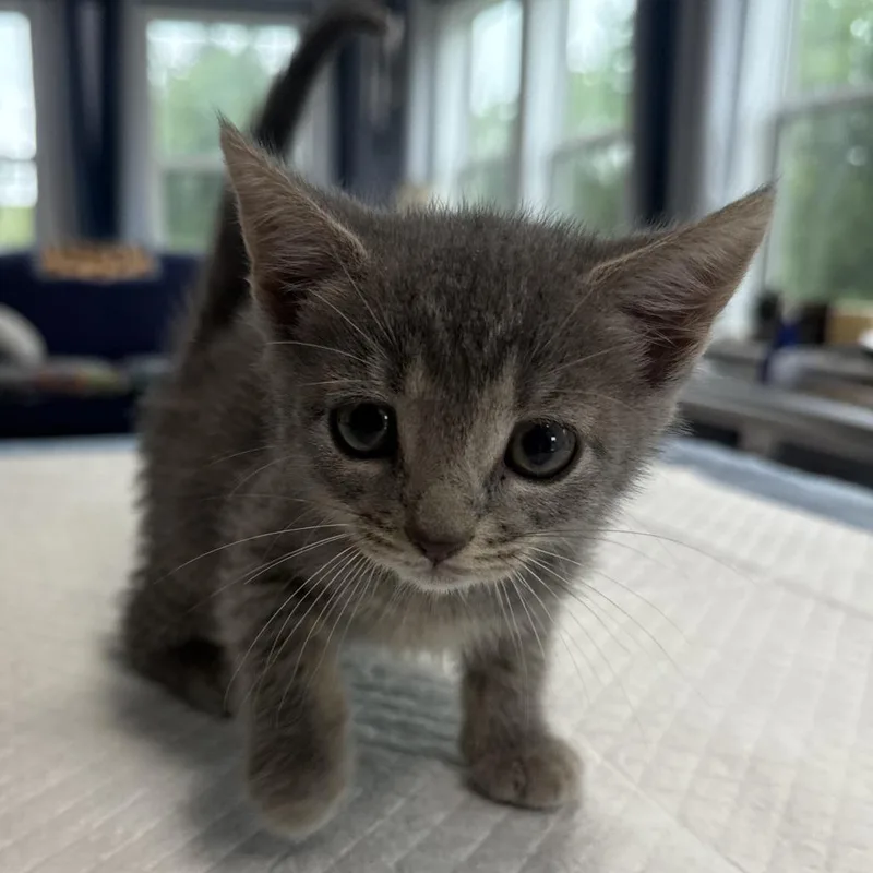 A baby small-sized female Gray / Blue / Silver Domestic Short Hair cat named Olive Lansberry for adoption in Woodstock, VA
