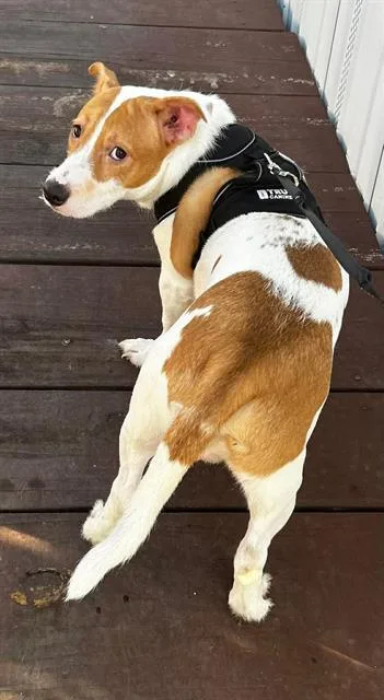 A young medium-sized male Catahoula Leopard Dog dog named Truman for adoption in San Antonio, TX