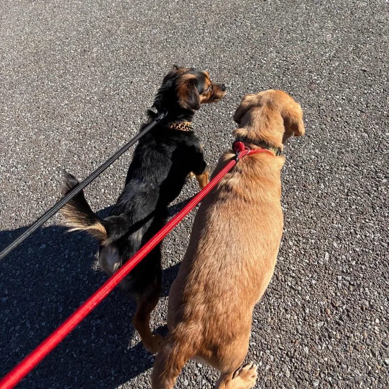 Rutabaga thumbnail 2