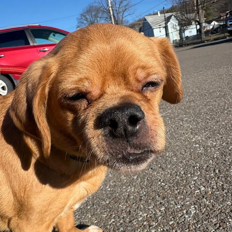 Rutabaga thumbnail 3