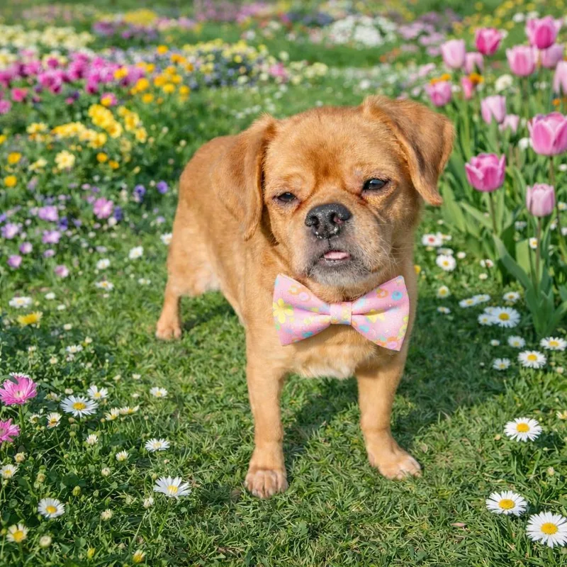 Rutabaga thumbnail 4