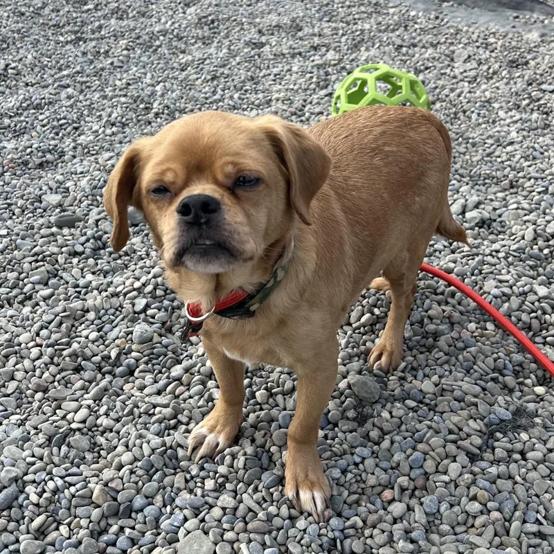 Rutabaga thumbnail 5