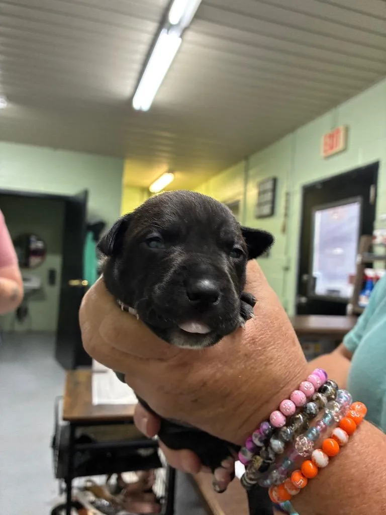 A baby small-sized female Pit Bull Terrier dog named Baby for adoption in Beebe, AR