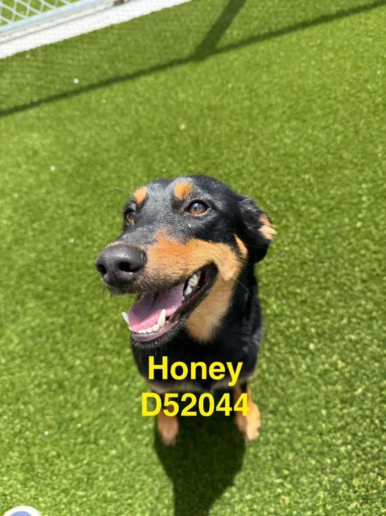A young medium-sized female Mixed Breed dog named Honey for adoption in Clarksville, TN