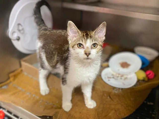 A baby small-sized male Domestic Short Hair cat named Mcmuffin for adoption in Fort Wayne, IN