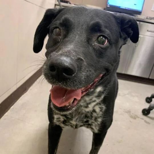 A senior medium-sized male Black Labrador Retriever dog named Aries for adoption in Chicago, IL