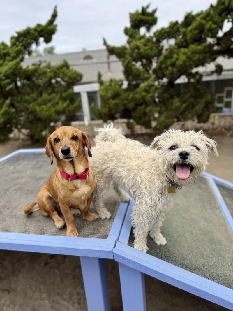 A senior small-sized female Basset Hound dog named Blanche for adoption in Seal Beach, CA
