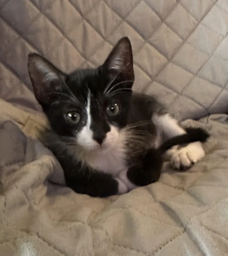 A baby medium-sized male Black & White / Tuxedo Tuxedo cat named Dewie for adoption in Magnolia Springs, AL